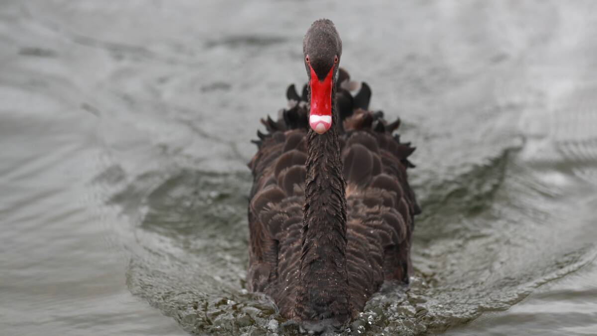 SNAPSHOT: Western Advocate photographer Phil Blatch captured this swan on the water on the weekend.