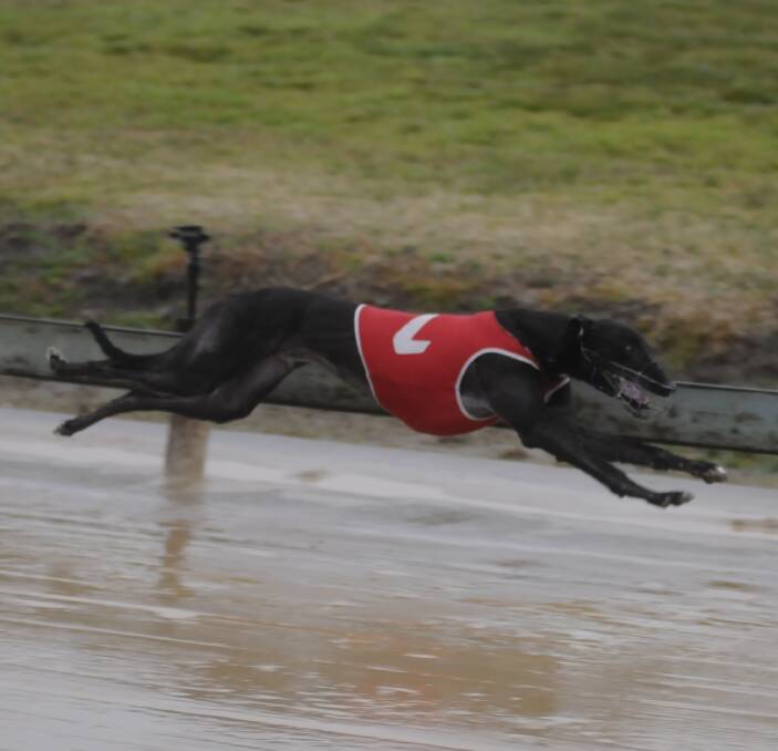 CATCH YOU LATER: Terminate dashes away from his Bathurst RSL Club Maiden (450m) competitors in wet conditions at Kennerson Park on Monday. Photo: CHRIS SEABROOK 082216cdogs1