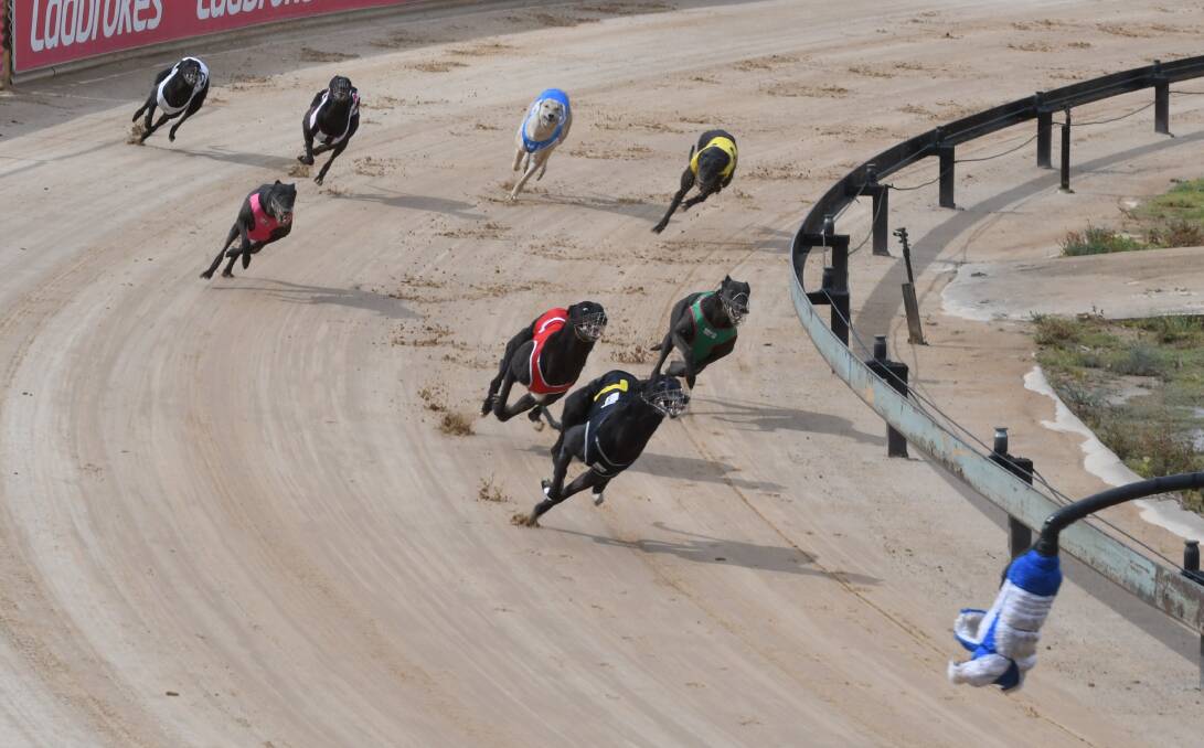 DRIFTING: Nangar Jet leads the field into the home stretch during Monday's Ladbrokes Cash In Stakes (307m) at Kennerson Park. Photo: CHRIS SEABROOK