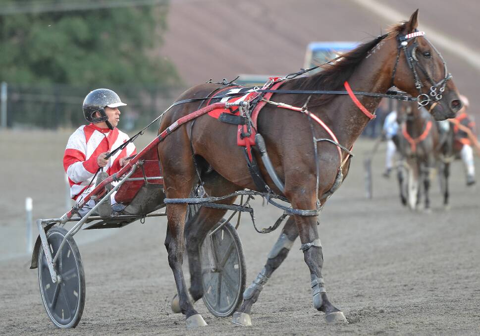 BANKSTOWN BID: Saloon Passage is one of several strong veterans in this Friday's Treuer Memorial. Photo: ANYA WHITELAW