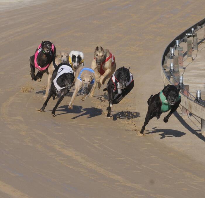 I'M COMING FOR YOU: Azazel (right) leads the field into the turn for home before Blitzkrieg (second from right) took the spoils in the Murphys Pre Ed & Rearing 0-2 Win Heat (307 metres). Photo: CHRIS SEABROOK 090516cdogs1