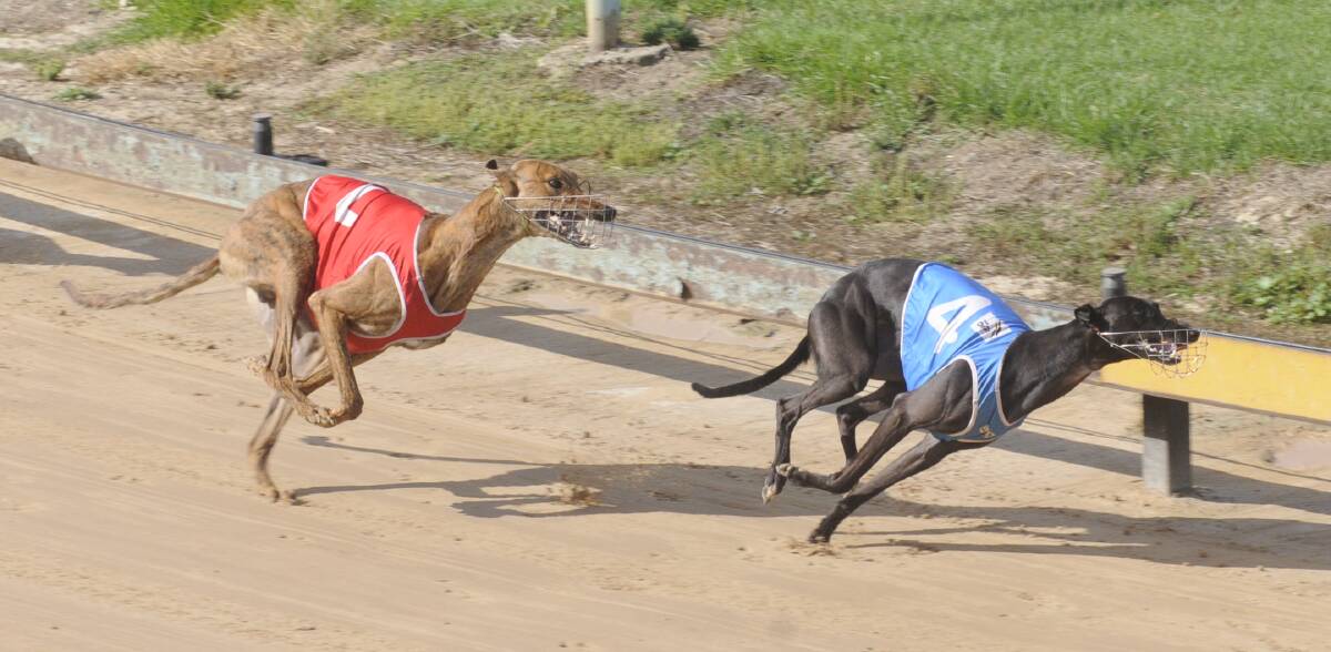 STAYING AHEAD: Mackenzies Run (right) has Mineview in pursuit during their Bathurst RSL Club Heat (450 metres). Photo: CHRIS SEABROOK