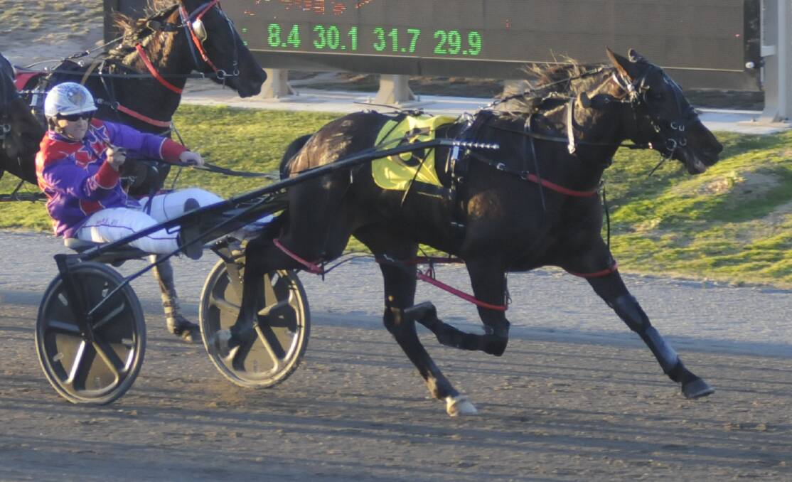 HOLDING ON: Mat Rue drives Trunkey Digger to victory in Wednesday night's Town & Country Rural Supplies 2YO Pace (1,730 metres). Photo: CHRIS SEABROOK