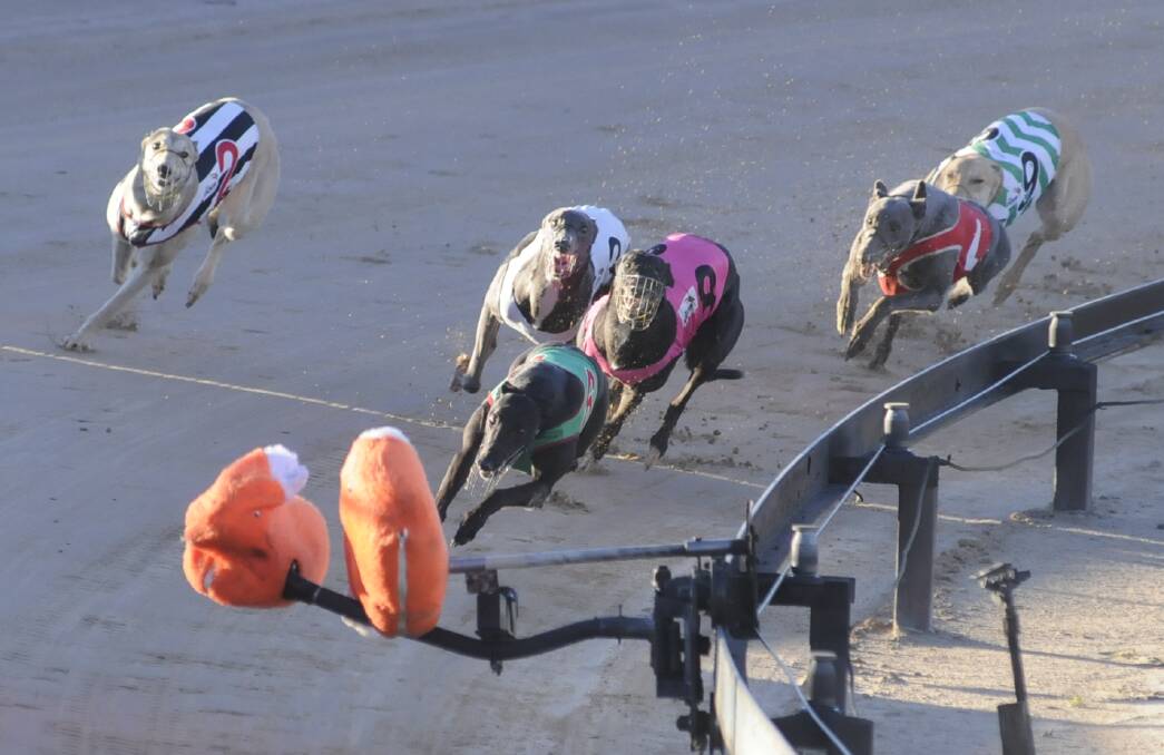 IN CONTROL: Race favourite Over Pure leads the field home in Monday's GRNSW Pathway Stakes (450 metres) at Kennerson Park. It's the sixth career win for Lesley Coyte's runner. Photo: CHRIS SEABROOK