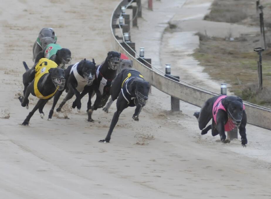 CAN'T CATCH ME: Wilma Sprite leads the field around the turn for home on her way to taking out the Ladbrokes Appreciation 0-2 Wins Heat (307 metres) at Kennerson Park. Photo: CHRIS SEABROOK 072516cdogs1