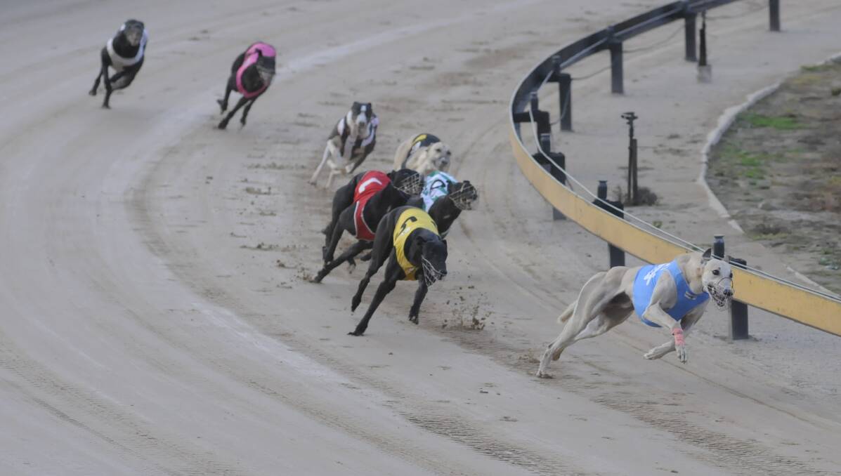 FAVOURITE SPRINTS CLEAR: Blackwood Farm runs away from the rest of the field to take out the Ladbrokes Monthly Medal Heat Two (307 metres) on Monday at Kennerson Park. Photo: CHRIS SEABROOK