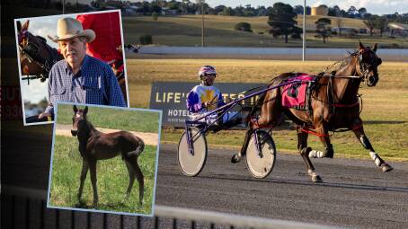 Bernie Hewitt will go for glory with Sweet On Lexy in the Gold Crown Final. (Insets) Breeder and owner Lex Crosby and 10 days old. Main picture by Loveridge Digital.