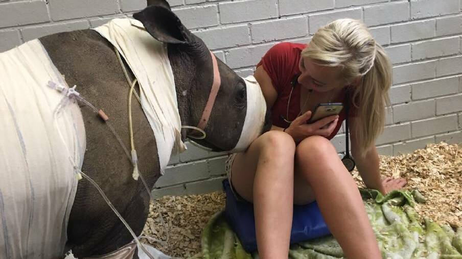 Laura with Tshidi (2 months) during her treatment at Onderstepoort Veterinary Academic Hospital.