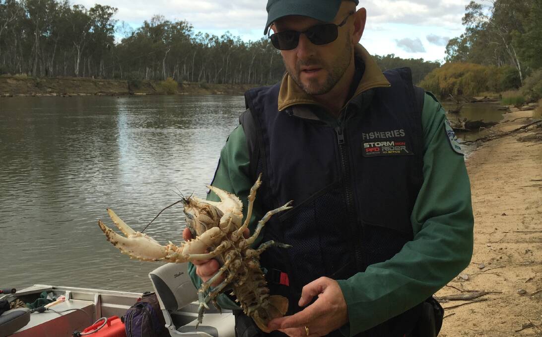 OPERATION VICTOR: NSW DPI District Fisheries Officer David Potter with a seized Murray crayfish.