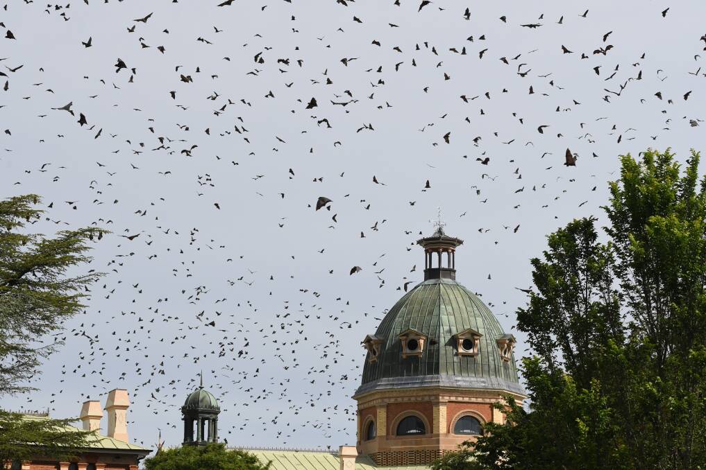 Flying foxes above Machattie Park and Bathurst Court House in November, 2023. Picture by Rachel Chamberlain 