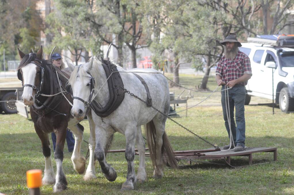 SNAPSHOT: Darren Gavin had his three-quarter draught horses pull a sled at the Agricultural Research Station on Sunday. Photo: CHRIS SEABROOK