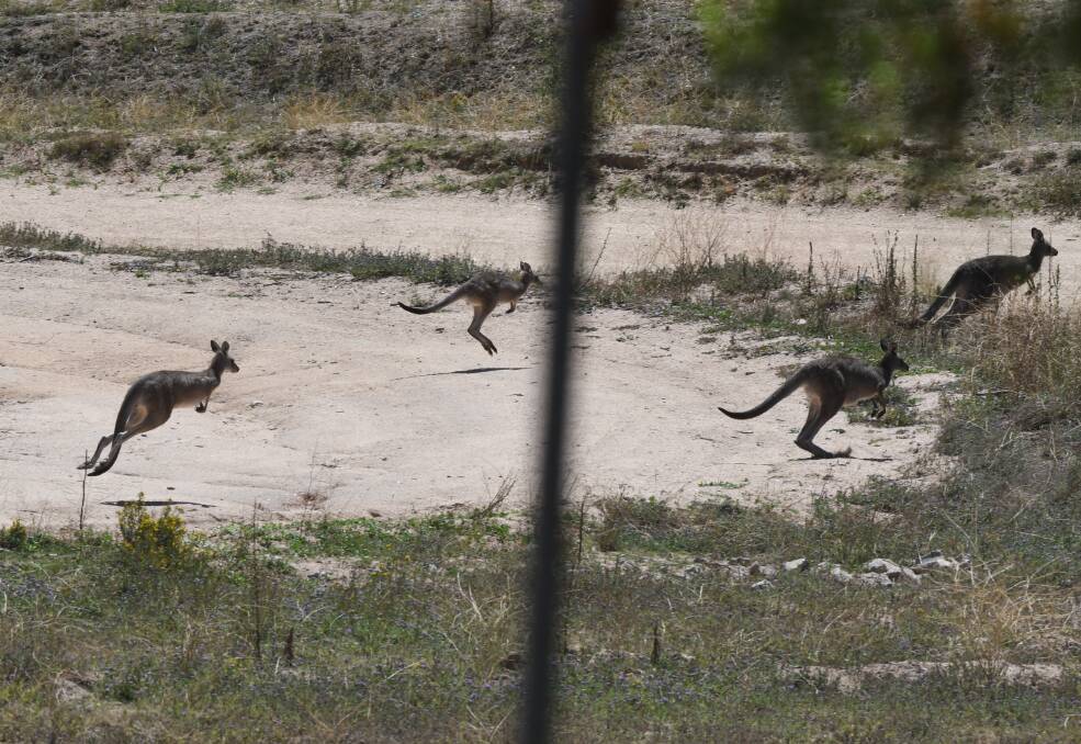 SNAPSHOT: Things came to a halt at a recent Bathurst Light Car Club event as a mob of kangaroos hopped across the track. Photo: CHRIS SEABROOK