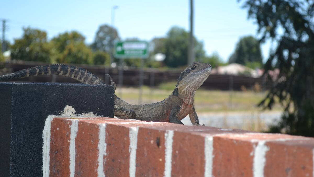 SNAPSHOT: This lizard made itself at home on a brick wall near Bricks N More on the Vale Road. Photo: MARTIN RUSSELL