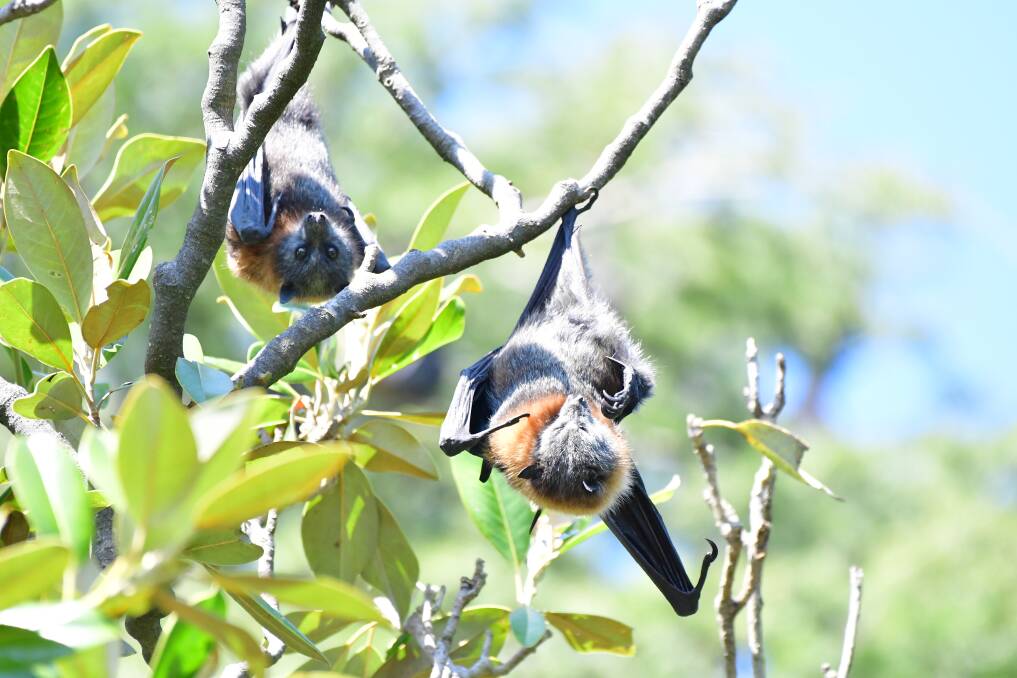 Two flying foxes hanging from branches in Machattie Park in September, 2023. Picture by Rachel Chamberlain
