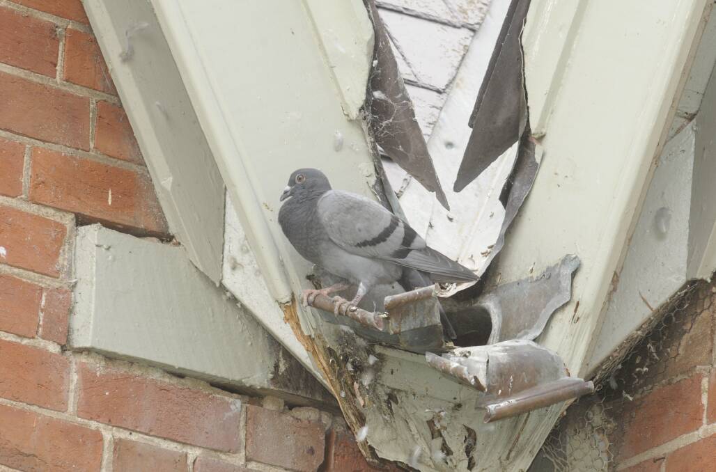 PESTS: Councillors think the Australian Fossil and Mineral Museum is one of the worst parts of the central business district to be affected by pigeons. Photo: CHRIS SEABROOK 020817cpidgns2