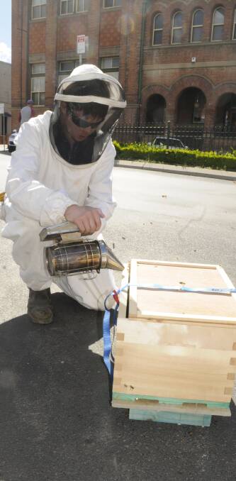 ON THE JOB: Jack O'Leary, 17, relocated a swarm of Italian honey bees that were found on a car parked in William Street on Sunday. Photo: CHRIS SEABROOK 102316cbees2