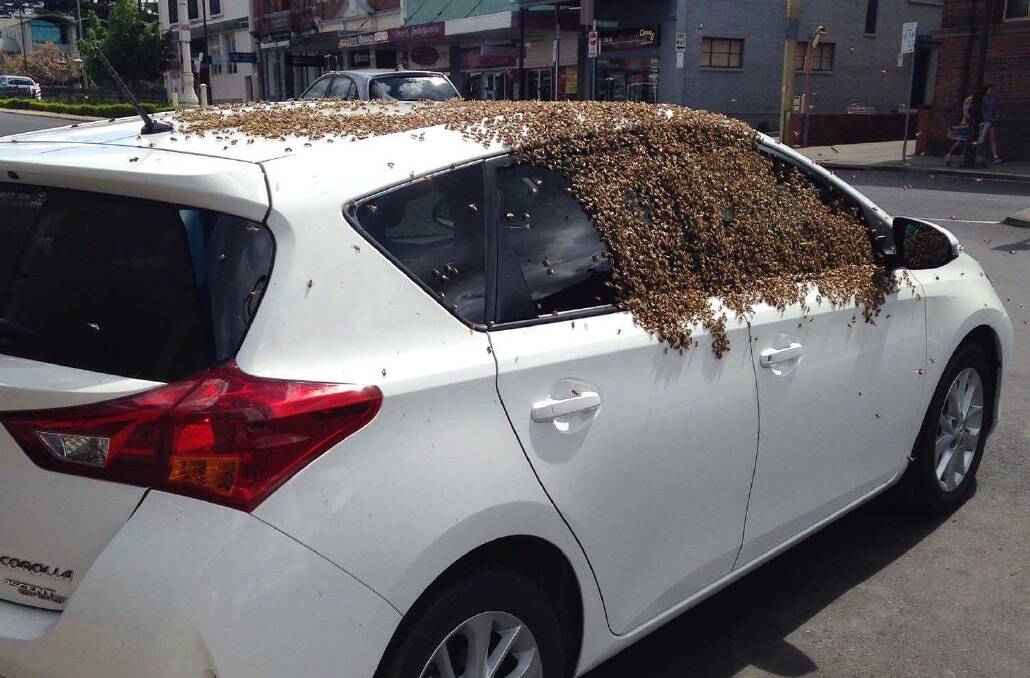 TAKING A BREAK: A swarm of Italian honey bees were found on a Toyota Corolla parked in William Street on Sunday afternoon. Photo: SUPPLIED 102416bees