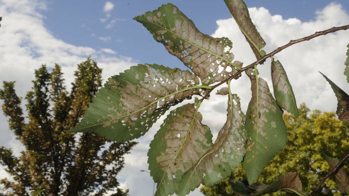 FILE PHOTO: The damage done to leaves as a result of the elm leaf beetle. 