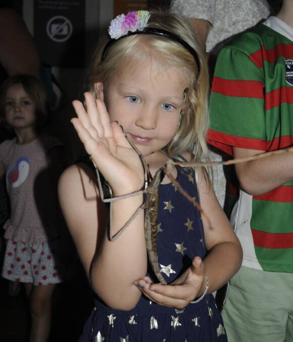 A CLOSER LOOK: Four-year-old Charli Burton had the chance to see and then hold a titan stick insect at the Australian Fossil and Mineral Museum's Bug Day on Sunday. Photo: CHRIS SEABROOK 011517cbug6