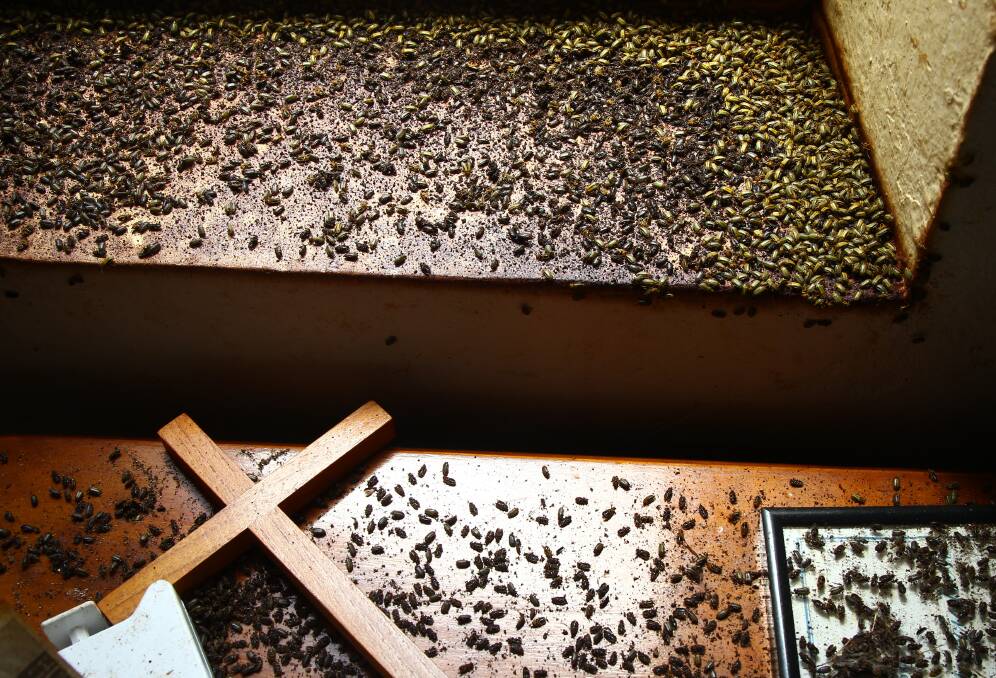 PLAGUE PROPORTIONS: Elm leaf beetles are infesting the Perthville Uniting Church. Photo: PHIL BLATCH 013017pbelm12