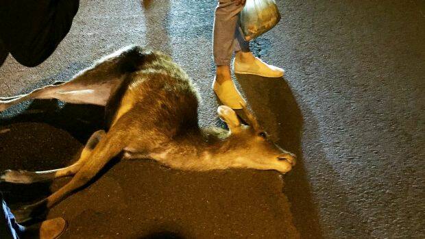 The deer, moments after it was hit by a car and killed on Old South Head Road on Friday night. Photo: Christopher Zinn
