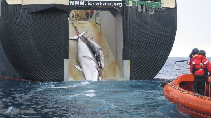 Two minke whales, possibly a mother and calf, are hauled aboard the Nisshin Maru in 2008. Photo: Australian Customs