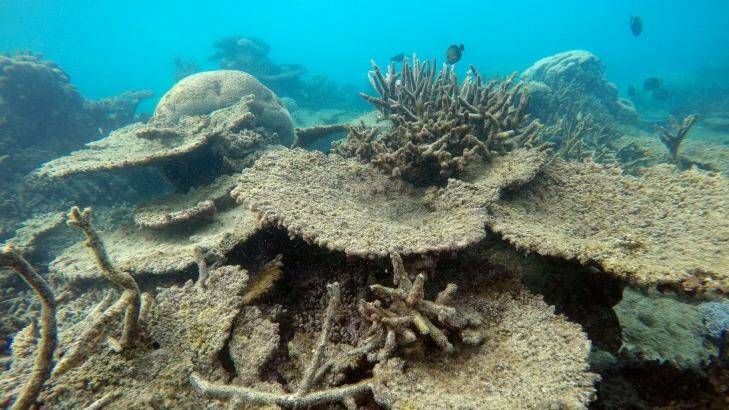 Table corals killed by bleaching at Zenith Reef, in the north. Photo: Greg Torda, ARC Centre of Excellence for Coral Reef Studies. 