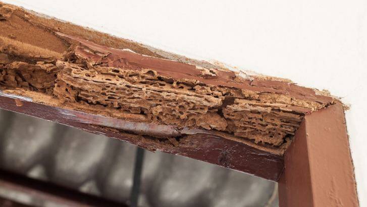 The experts say a termite infestation can go unnoticed for weeks.  Photo: iStock