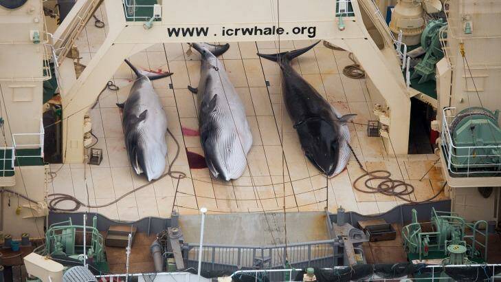 Minke whales aboard the Japanese factory ship Nisshin Maru in 2014. Photo: Tim Watters/Sea Shepherd