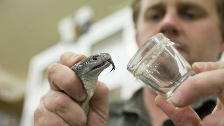 Billy Collett, venom program supervisor at the Australian Reptile Park, milks venom from a tiger snake. Photo: Tony Walters