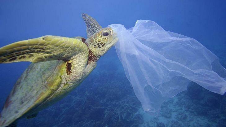 The Senate committee reports "toxic tide" of marine plastic pollution. Photo: Troy Mayne