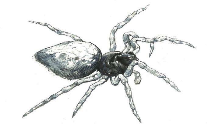 Illustration of the zombie spider  Photo: Joe Benke