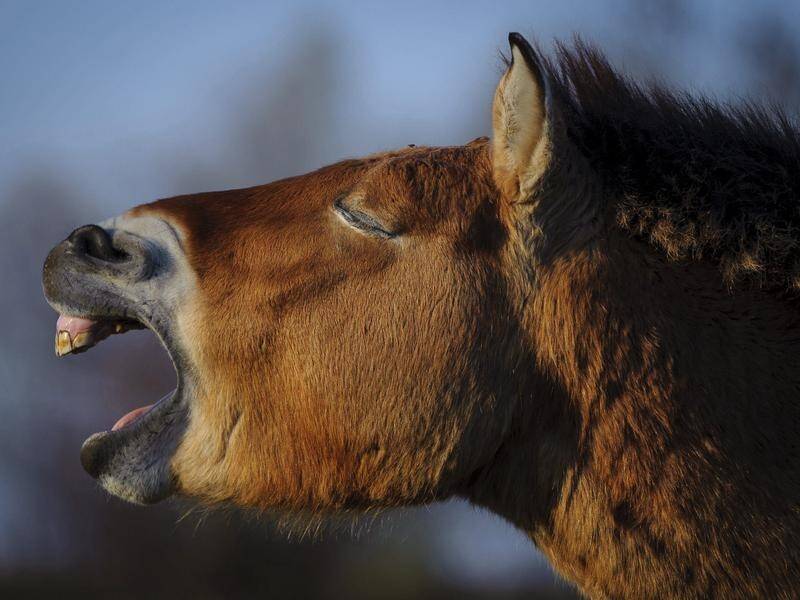The Mongolian Przewalski's horse is actually descended from 15 individuals caught a century ago.
