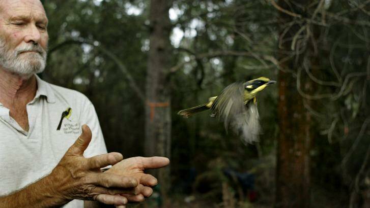 Bob Anderson releases a Helmetted Honeyeater. Photo: Angela Wylie