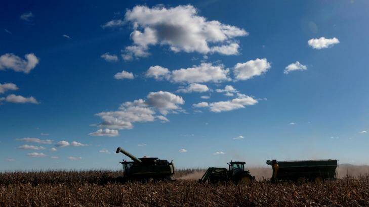 Harvesters process corn on the Liverpool Plains, where a major coal mine won federal approval. Photo: Dean Sewell