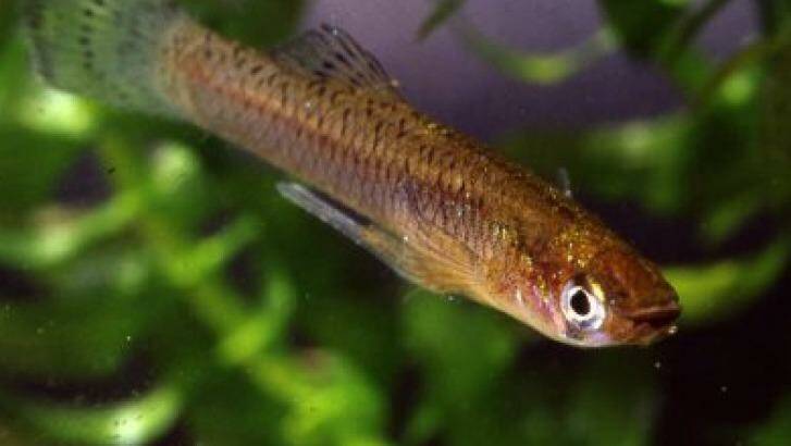 Male eastern gambusia or mosquitofish. The gonopodium is clearly visible under the fish body. Photo: Australian Museum/Paul Ovenden