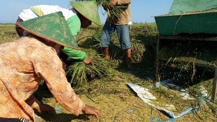 Farmers from Tegaldowo village in Rembang harvesting their crops. Photo: Amilia Rosa