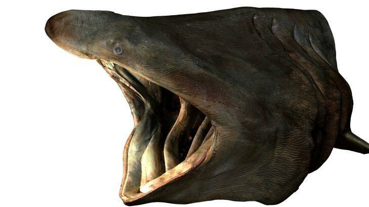 The head of the basking shark model. Photo: Supplied