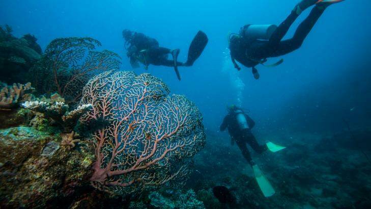 Divers look at healthy coral and fish at Moore reef off Cairns. Photo: Jason South
