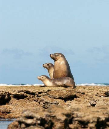 Sea lions sitting on the rocks, Baird Bay, Eyre Peninsula, South Australia. Photo: Cultura RM/Philip Lee Harvey