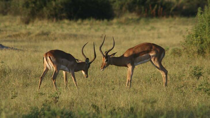 Antelope at play. Photo: Max Anderson