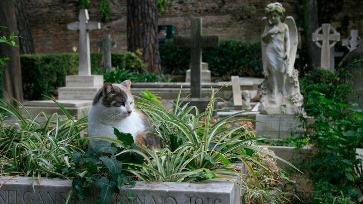 A cat makes itself at home in Cimitero Acattolico. Photo: Alamy 