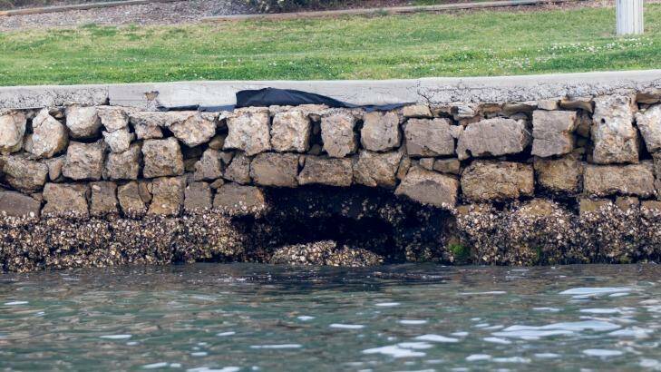100-year-old seawalls along the Parramatta River are struggling to cope with wash from RiverCat ferries. Photo: Janie Barrett