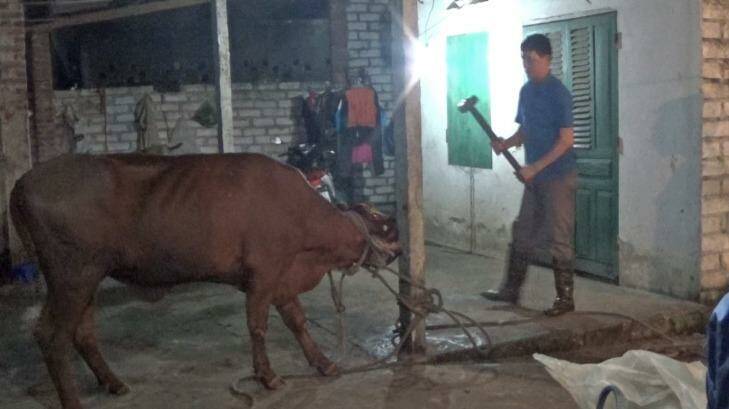 Animals Australia has included this photograph, taken inside a Vietnamese abattoir last month, in its complaint to the Department of Agriculture.
 Photo: Animals Australia