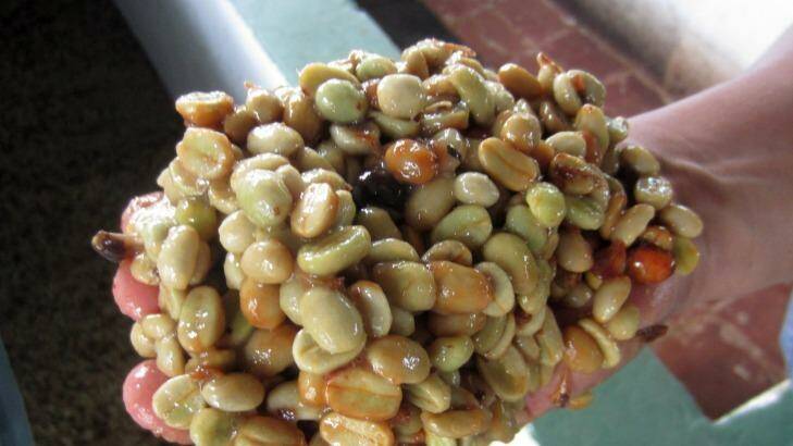 Fermented coffee beans Photo: Rob McFarland