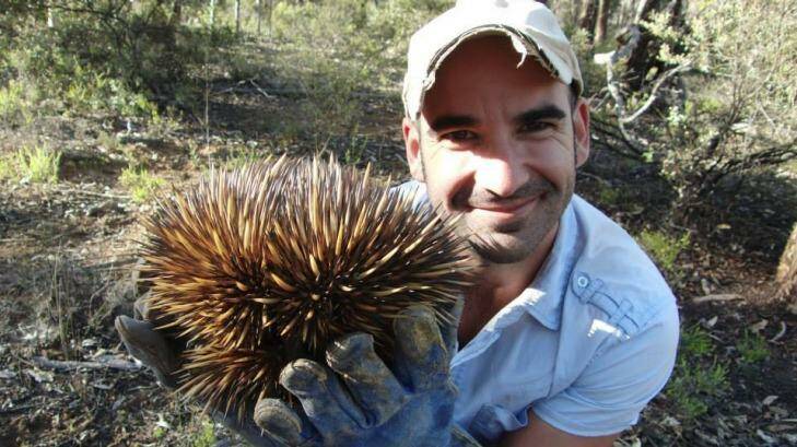 University of the Sunshine Coast researcher Dr Christofer Clemente and echidnas tracked in the study Photo: Dr Christine Cooper