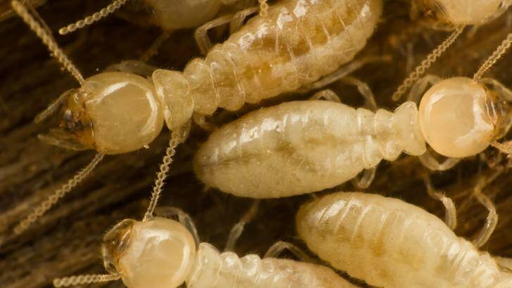 The wet spring has created ideal conditions for termites to spread. Photo: Michael Pettigrew