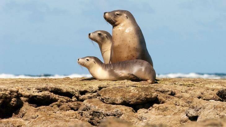 Sea lions sitting on the rocks, Baird Bay, Eyre Peninsula, South Australia. Photo: Cultura RM/Philip Lee Harvey