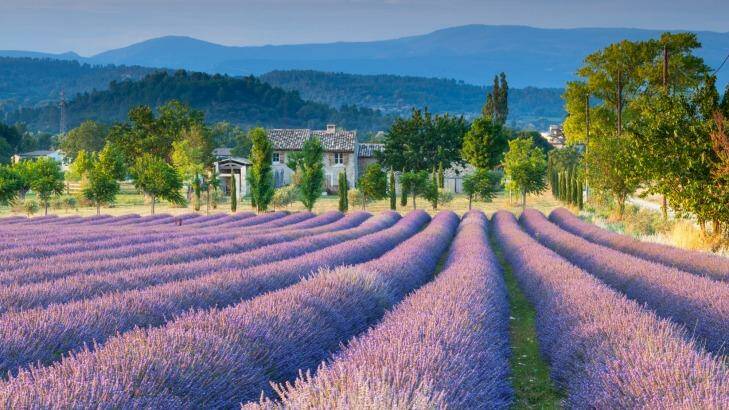 Provence's famous lavender fields.