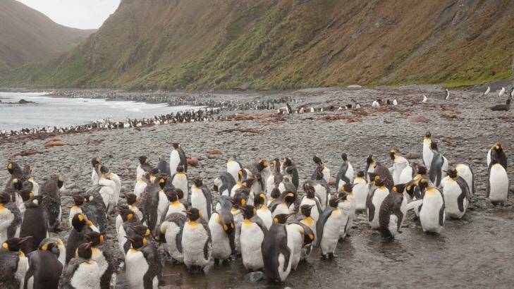 Macquarie Island is home to important wildlife, including penguins. Photo: iStock
